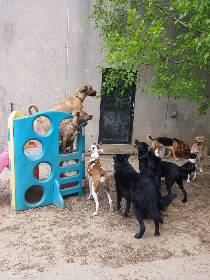 Our Services Playful Paws