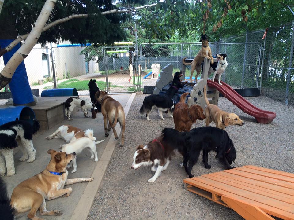 Doggy Daycare Playful Paws